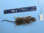 Peromyscus leucopus leucopus