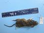 Peromyscus leucopus leucopus