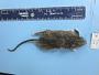 Peromyscus leucopus leucopus