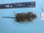 Peromyscus leucopus leucopus