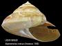 Perotrochus indicus