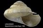 Perotrochus midas