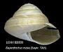 Perotrochus midas