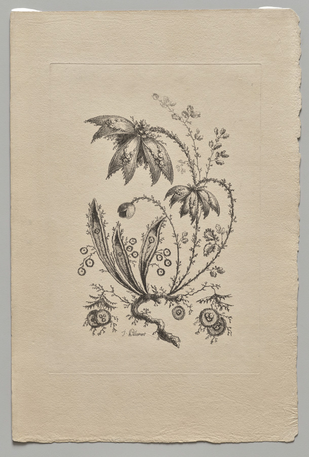 Persian Flowers