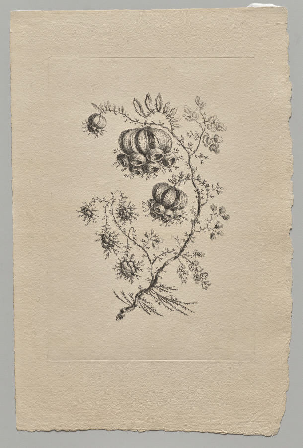 Persian Flowers
