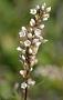 Persicaria punctata (Elliott) Small