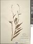 Persicaria punctata (Elliott) Small