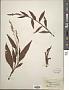 Persicaria robustior (Small) E.P. Bicknell