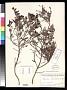 Persoonia prostrata R. Br.