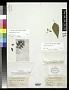 Perymenium gracile Hemsl.