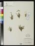 Peucedanum hystrix Bunge