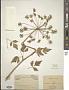 Peucedanum medicum Dunn