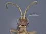 Pezomachus spiraculus