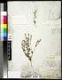 Phacelia affinis A. Gray