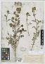 Phacelia sp.