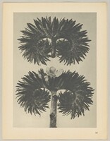 Phacelia tanacetifolia