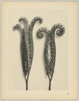 Phacelia tanacetifolia