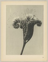 Phacelia tanacetifolia