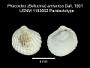 Phacoides (Bellucina) amiantus