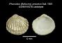 Phacoides (Bellucina) amiantus