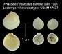 Phacoides trisulcatus blandus
