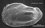 Phacorhabdotus sp