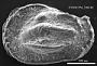 Phacorhabdotus sp