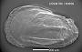 Phacorhabdotus sp