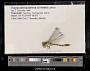 Phaenandrogomphus asthenes