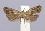 Phalonidia parvana