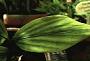 Pharus latifolius L.