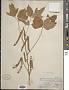 Phaseolus angularis W.W. Wight