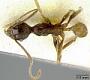 Pheidole batrachorum