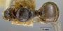 Pheidole chalca