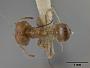 Pheidole kingi