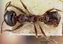 Pheidole militicida