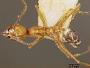 Pheidole pulchella