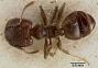 Pheidole sciophila