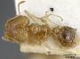 Pheidole squalida