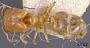 Pheidole strator