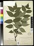Phellodendron amurense Rupr.