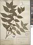 Phellodendron japonicum Maxim.
