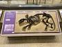Phenacodus sp