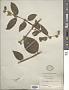 Philadelphus incanus Koehne