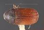 Phloeosinus chamberlini