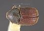 Phloeosinus frontalis