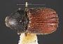 Phloeosinus hoferi