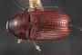 Phloeosinus sequoiae