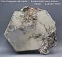 Phlogopite