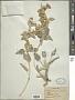 Phlomis olivieri Benth.